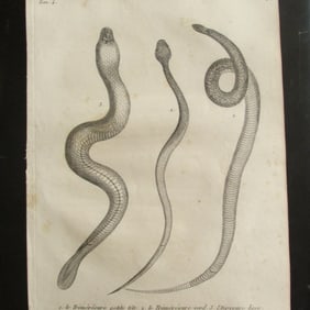 Three Snakes - Early Copper Engraving