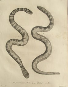 Two Snakes - Early Copper Engraving