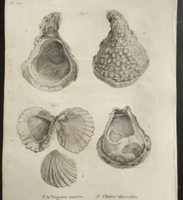 Two Sea Shells - Early Copper Engraving