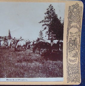 Lot Stereoviews Including Rod and Gun