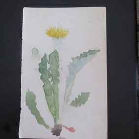 Yellow Flower Botanical Watercolor 19th Century
