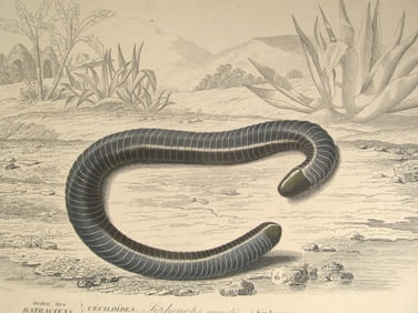 Siphonops - Hand Colored Engraving - Rare