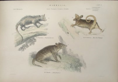 Opossum  - Hand Colored Engraving