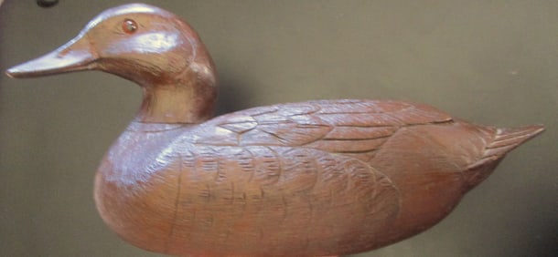 Brown Duck
