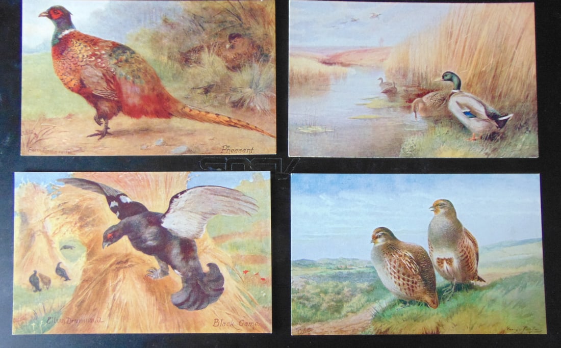 Lot of Tuck's Game Bird Postcards: Lot of 8 Tuck's Game Bird Postcards Rare Dated: Circa 1920's Publisher: Tucks Condition Report Unused Fine Subject References: PCB2