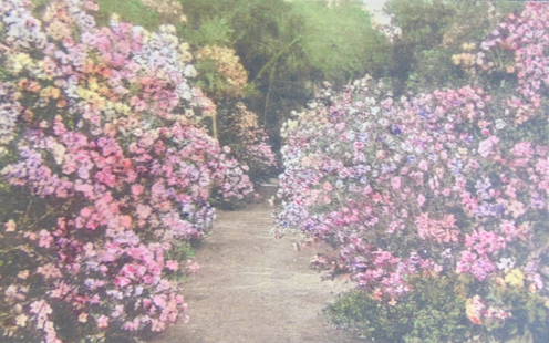 Lot of Postcards by Lanneau's Art Store: Lot of 7 Rare Postcards by Lanneau's Art Store Lanneau's Art Store, located at 238 King Street in Charleston, South Carolina, wasn't a photographer itself, but it played a significant role in the city