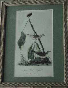 Louisiana Water Thrush - Audubon: Aquatic Wood Wagtail (Louisiana Water Thrush) John James Audubon's lithograph, "Aquatic Wood-Wagtail (Louisiana Water Thrush)," offers a vibrant portrait of this North American bird. The image depicts