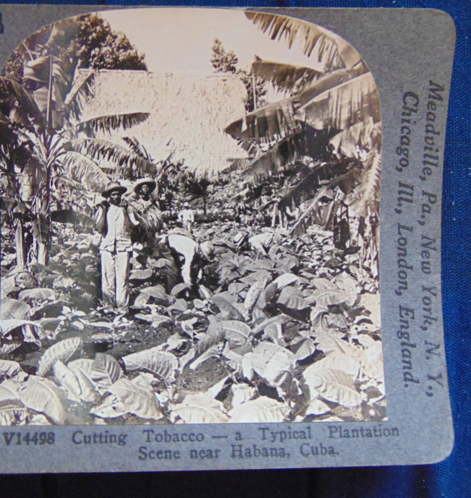 Cutting Tobacco On Plantation Habana Cuba: Cutting Tobacco On Plantation Habana Cuba Dated: 1899 Medium: Stereoview Provenance: Hill House Photograpy Collection Condition Report Very Good Subject References: