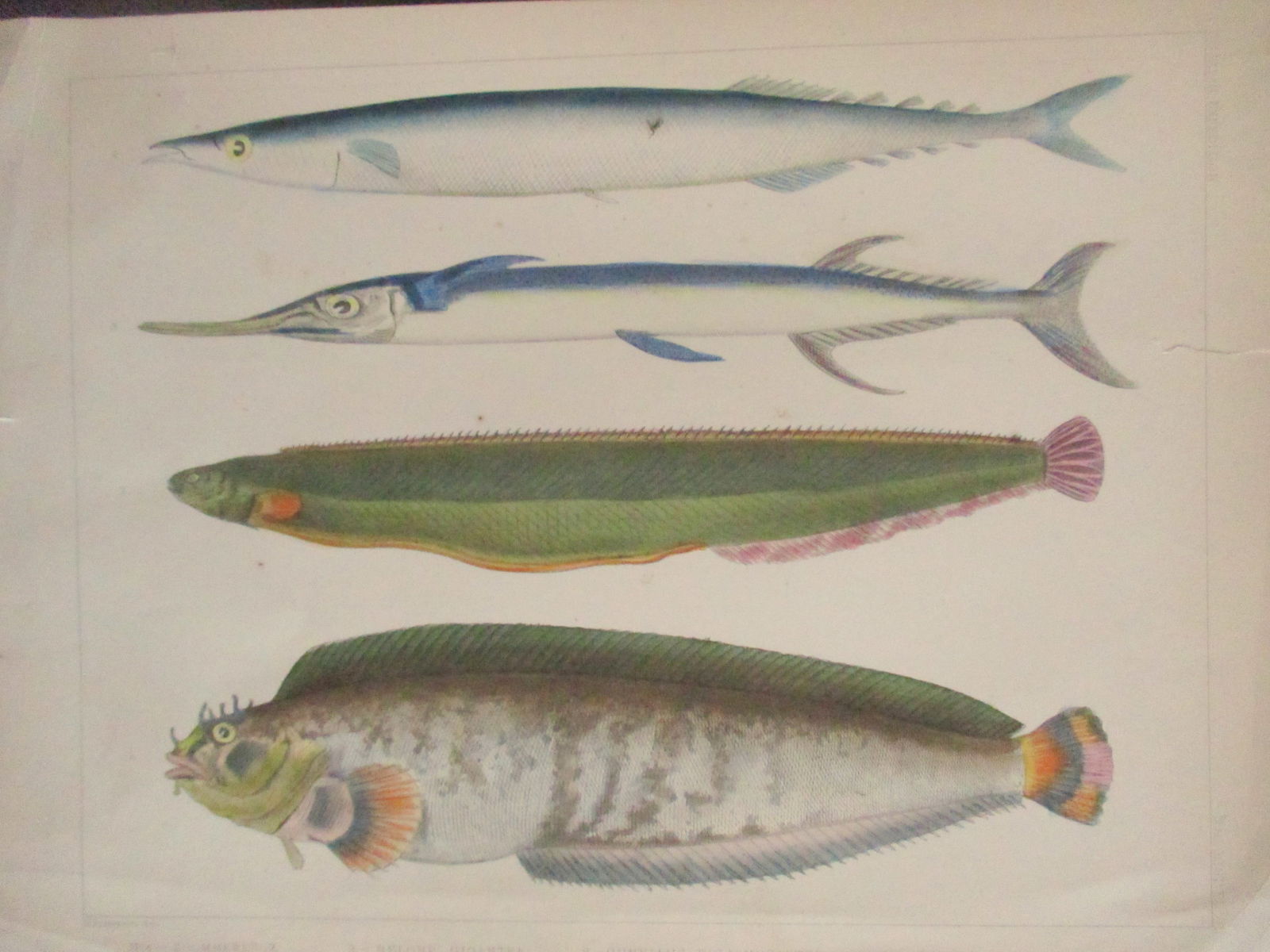 Perry's Japan Expedition Fish Print 1852 - 1854 (1 of 1)