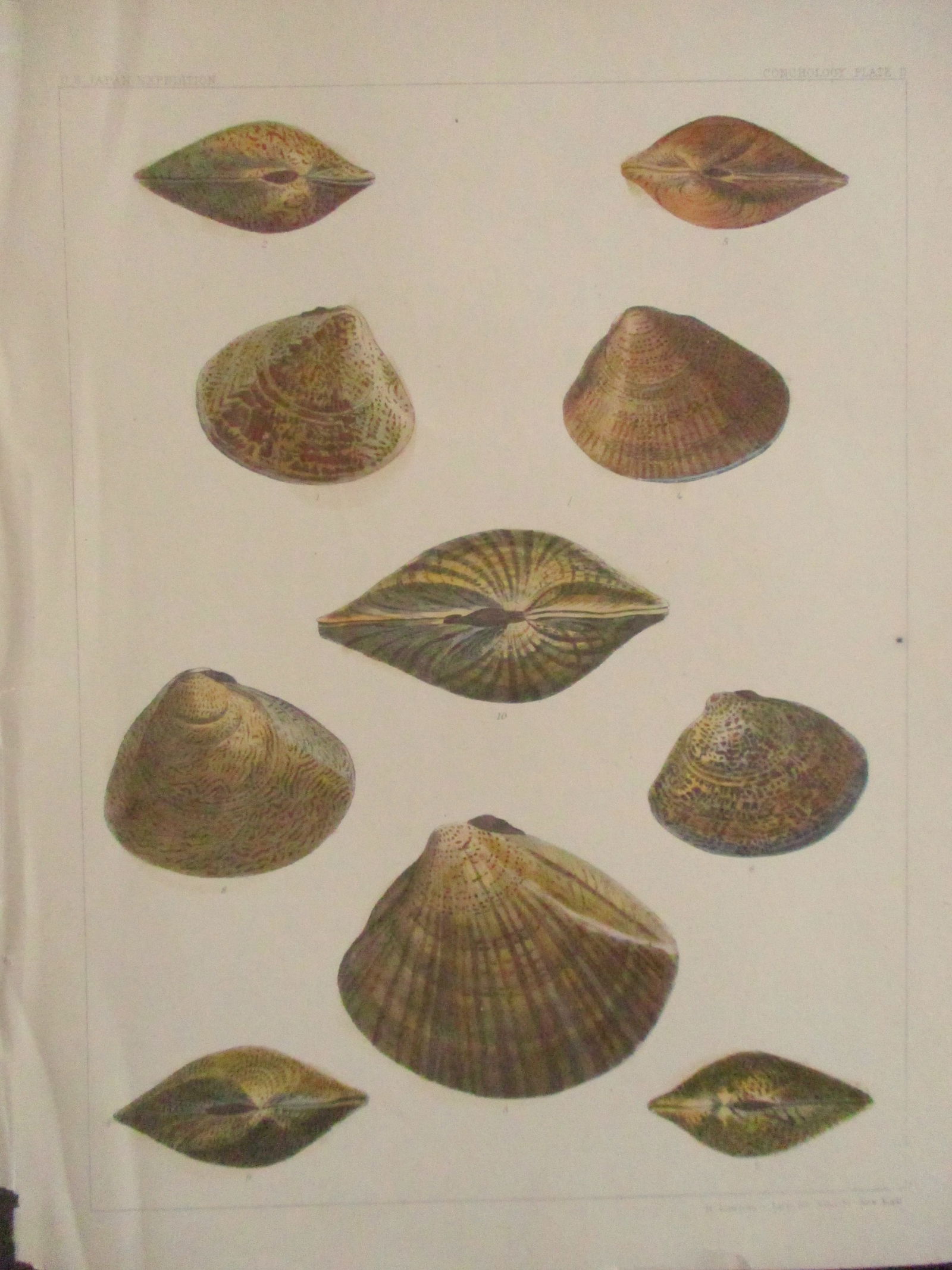 Perry's Japan Expedition Shell Prints 1852 - 1854 (1 of 5)