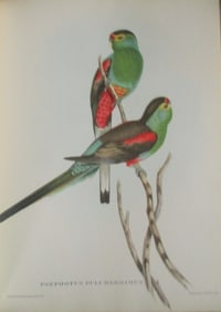 Psephotus Pulcherius - John Gould 1804-1881