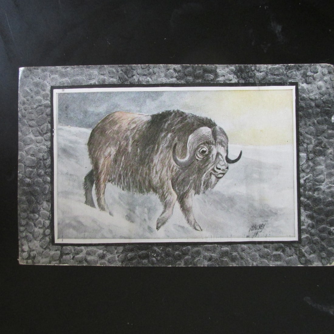 Musk Ox: Musk Ox Postcard Dated: 1920 Condition Report Posted. Good plus. Subject References: PCB2