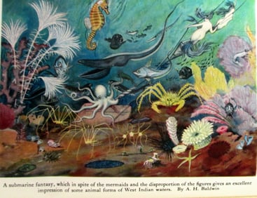 Shelled Invertebrates of the Past and Present