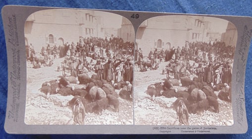 Lambs to Slaughter - Mohammedan Feast Sacrifice