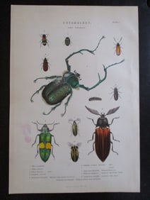 Entomology Beetles Natural History Hand Colored