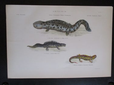Salamanders Natural History Hand Colored Engraving