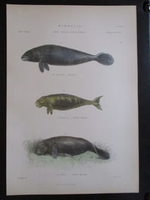 Manatee - Natural History Hand Colored Engraving