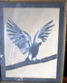 Grey & White Parrot - L. Cody - American