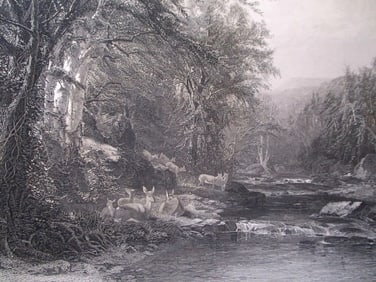 The Adirondack Woods