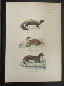 Skunk - Martin - Otter - Hand Colored Engraving