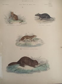 Dormouse - Beaver - Rat - Hand Colored Engraving