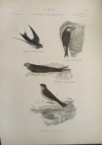 Swallow - House - Martin - Hand Colored Engraving
