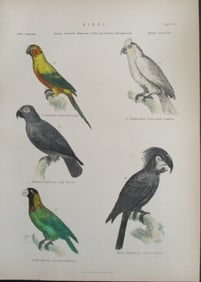 Parrots - Cockatoo- Hand Colored Engraving