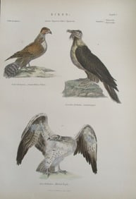 Falcon - Martial Eagle - Hand Colored Engraving