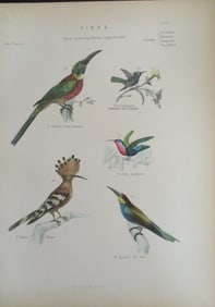 Jacamar - Hoopoe - Hand Colored Engraving