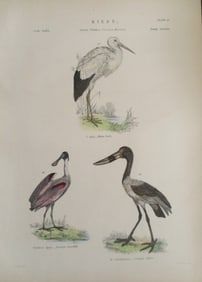 Stork - Spoonbill - Hand Colored Engraving