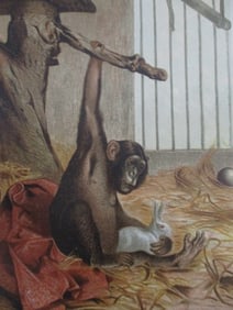 Chimpanzee - Louis Prang Chromolithograph
