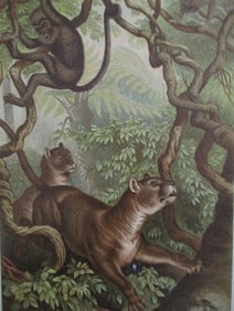 Puma - Louis Prang Chromolithograph