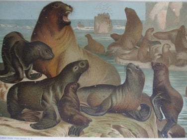 Sea Lion - Louis Prang Chromolithograph