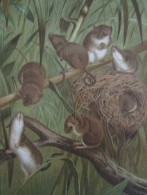 Harvest Mouse - Louis Prang Chromolithograph