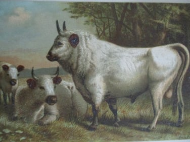 Chillingham Cattle - Louis Prang Chromolithograph