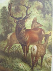 Stag or Red Deer - Louis Prang Chromolithograph