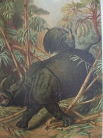 Rhinoceros - Louis Prang Chromolithograph