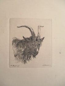 Mountain Sheep - Etching Boland/Bartsch