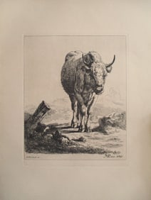 Longhorn Cattle - Etching Boland/Bartsch