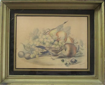 Ornithological - Paul Jerrard