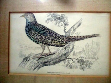 Phasianus Versicolor - Lizars Birds