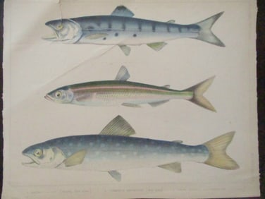 Perry's Japan Expedition Fish Print 1852 - 1854