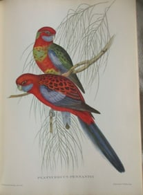 Platcercus Pennantii - John Gould 1804-1881