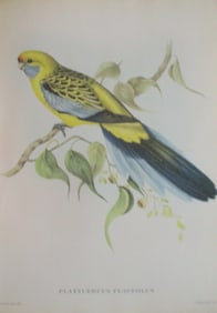 Platcercus Flaveolus - John Gould 1804-1881