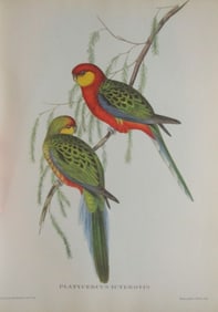 Platcercus Icterotis - John Gould 1804-1881