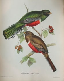 Trogon Collaris - John Gould 1804-1881