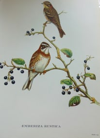 Emberiza Rustica - John Gould 1804-1881