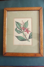 James Sowerby (1757-1822) Quassia Amara