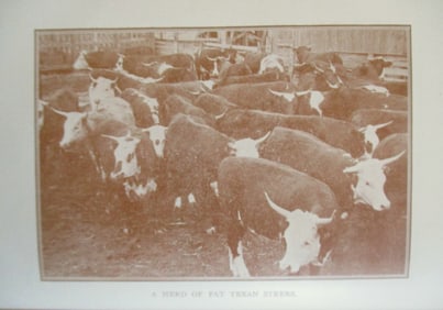 Herd of Texan Fat Steers