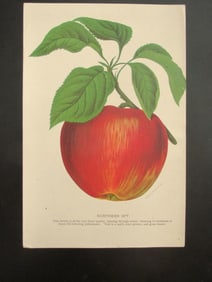 Northern Spy Apples - Stecher Lithograph Company